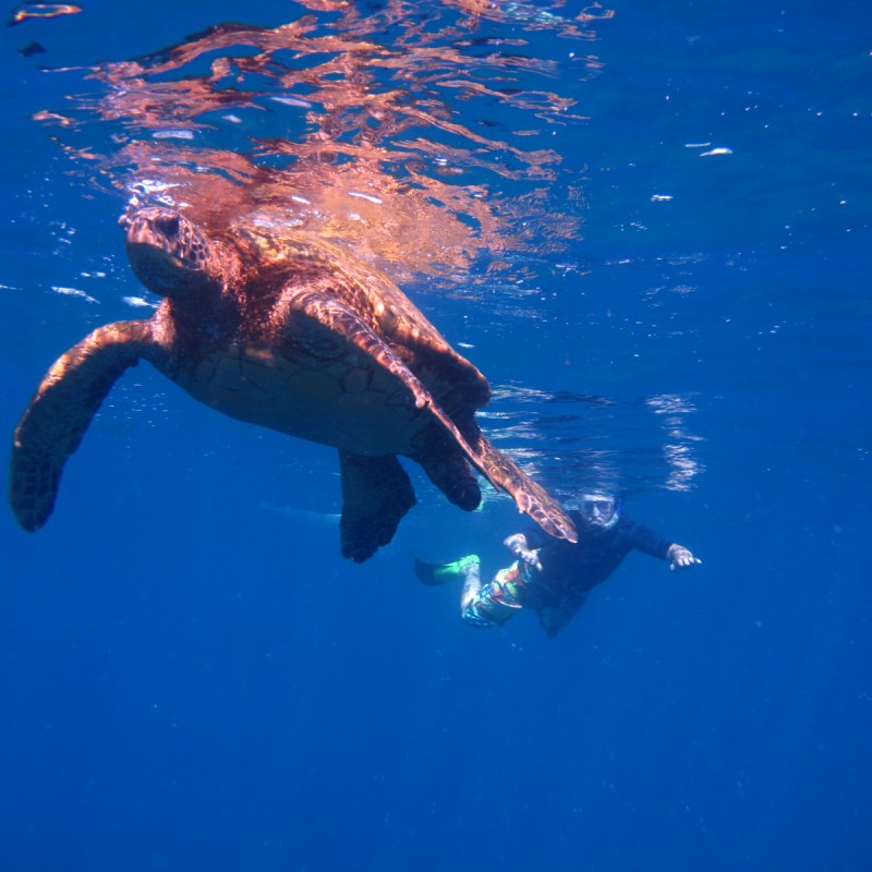 a turtle flying through the air while swimming in a body of water