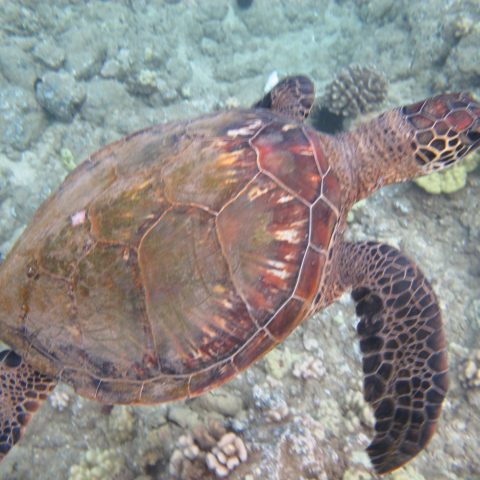 a close up of a turtle