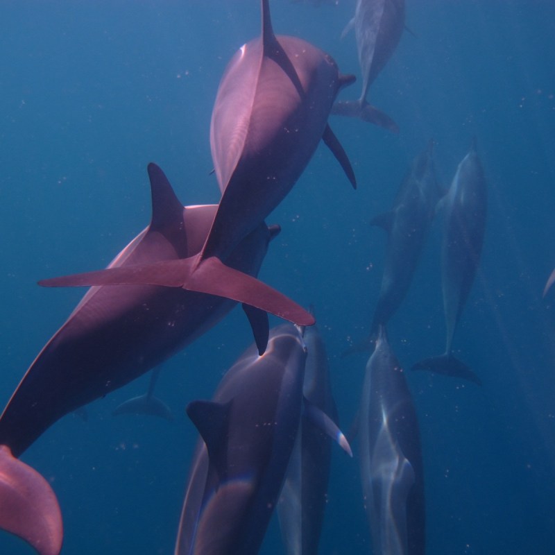 dolphins swimming in the water