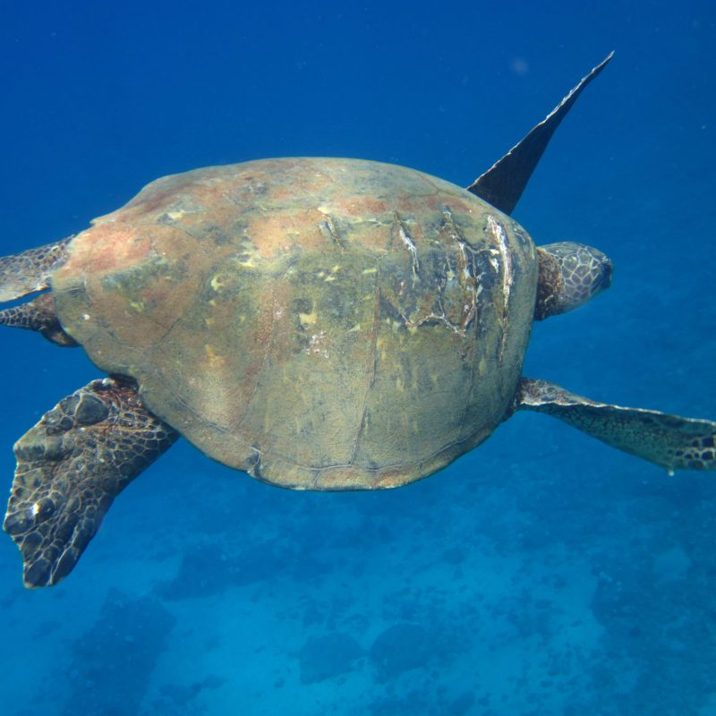 a turtle swimming under water