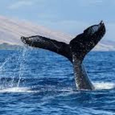 a whale jumping out of the water