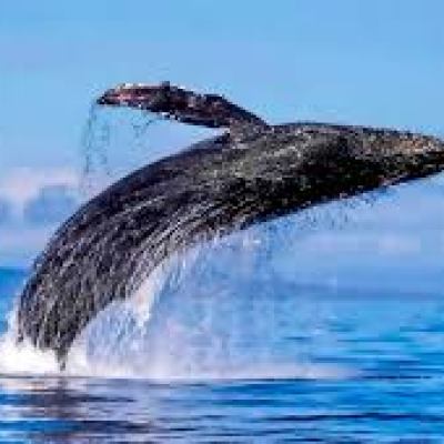 a whale swimming under water